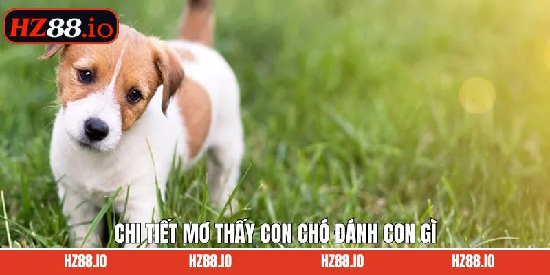 Khám phá về giấc mơ thấy con chó đánh con gì may mắn