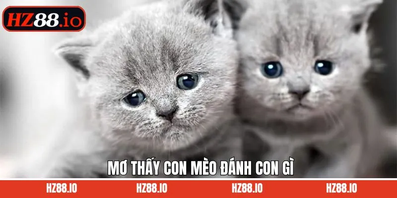 Mơ Thấy Con Mèo Đánh Con Gì  - Tổng Hợp Điềm Báo Và Ý Nghĩa