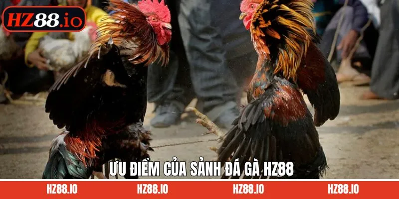 Lý do đá gà HZ88 thu hút đông đảo hội viên