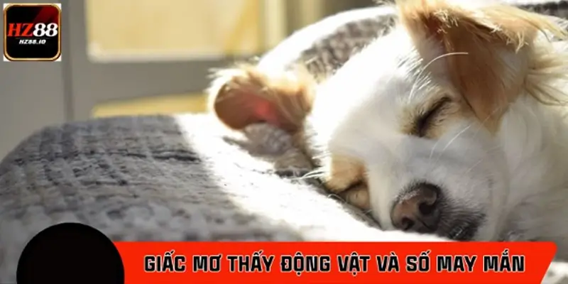 Giấc mơ thấy động vật và con số may mắn