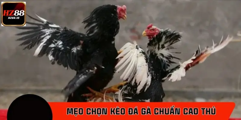 Mẹo Chọn Kèo Đá Gà Chuẩn Cao Thủ HZ88 Dành Cho Người Mới