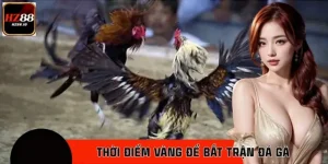 Thời Điểm Vàng Để Bắt Trận Đá Gà Mà 1 Sư Kê Không Nên Bỏ Qua