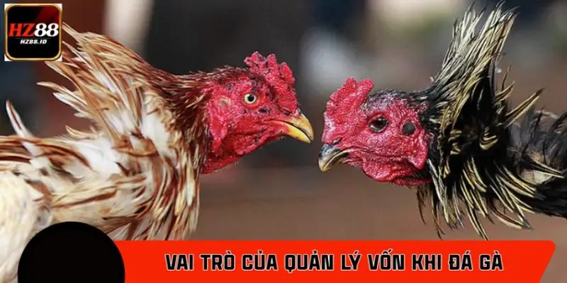 Vai trò của quản lý vốn khi tham gia đá gà