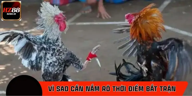 Vì sao sư kê cần nắm rõ thời điểm bắt trận đá gà?